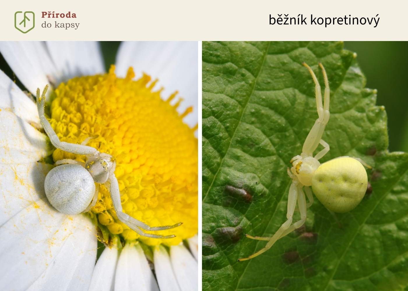 zeleny-pavouk-beznik-kopretinovy (1)